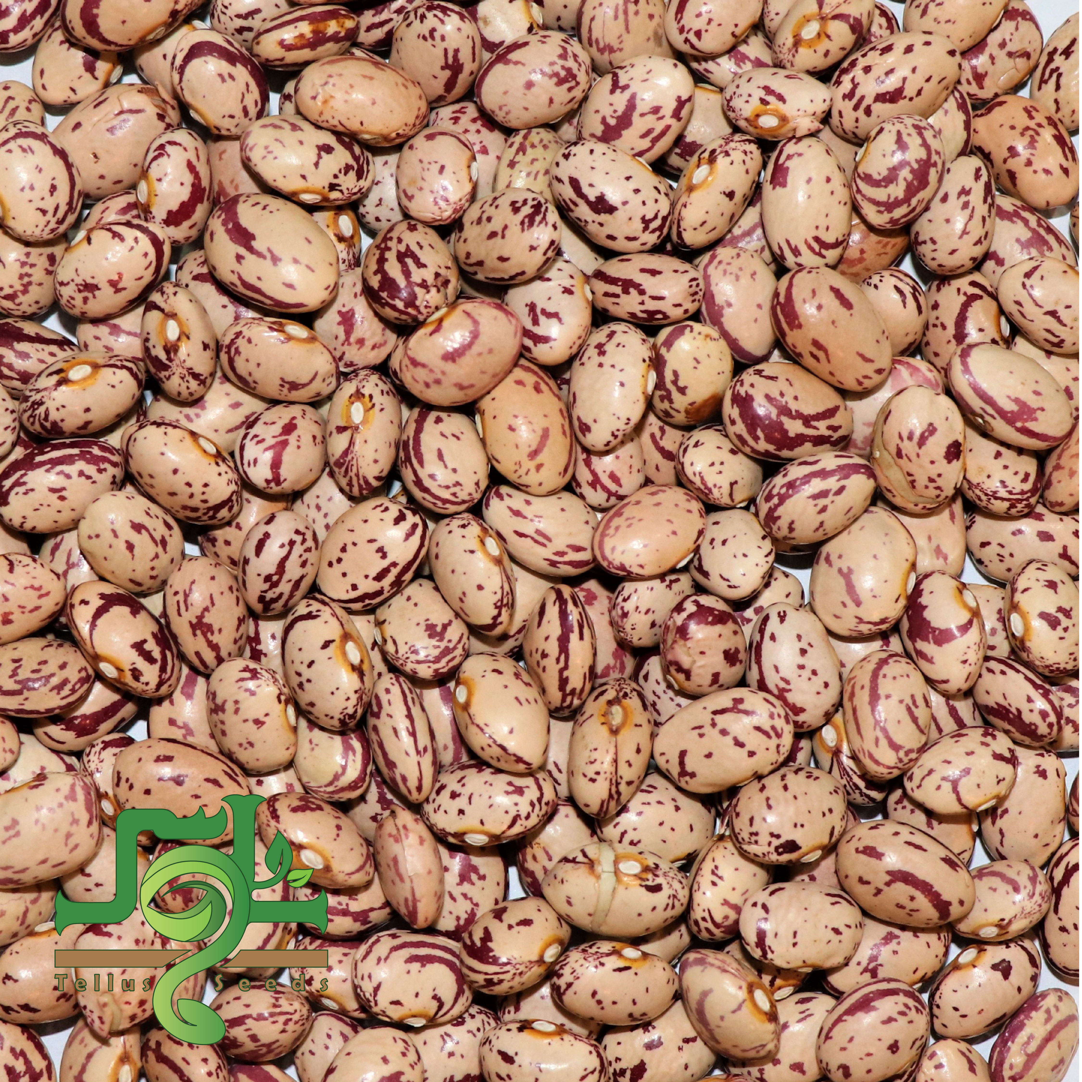 بذر لوبیا چیتی 